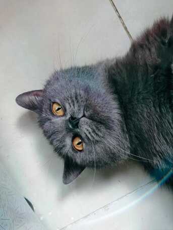 Riyadh, Pet Supplies, Hybrid British Short Hair+Persian For Adoption With Litter And Litter Box