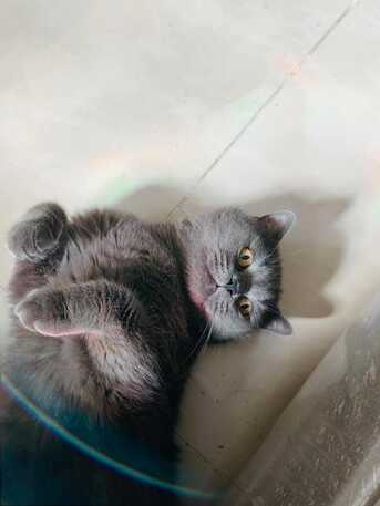 Riyadh, Pet Supplies, Hybrid British Short Hair+Persian For Adoption With Litter And Litter Box