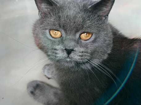 Riyadh, Pet Supplies, Hybrid British Short Hair+Persian For Adoption With Litter And Litter Box