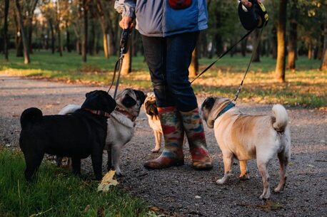 Lucknow, Pet Sitting, Dog Walkers In Lucknow