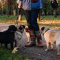 Dog Walkers In Lucknow
