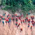 Tambopata National Reserve Packages For UK, US & Canada Travelers | Tree House Inn