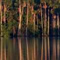 Sandoval Lake 3 Day Tour & Chuncho Macaw Clay Lick Tour | Tree House Inn