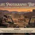 Wildlife Photography Trip India: Capture The Wild
