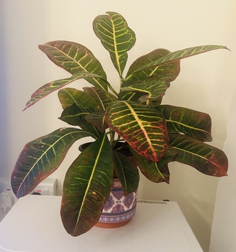 Jeddah, Farm & Garden, SAR 70,  Stunning & Leafy Croton Plant