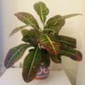 SAR 70,  Stunning & Leafy Croton Plant
