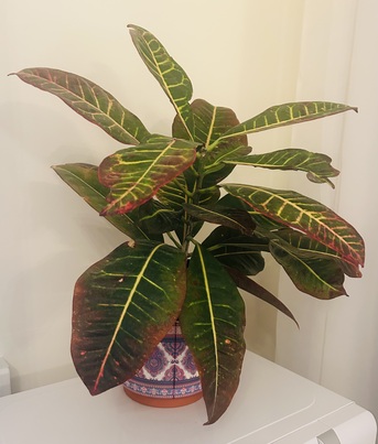 Jeddah, Farm & Garden, SAR 70,  Stunning & Leafy Croton Plant