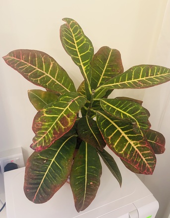 Jeddah, Farm & Garden, SAR 70,  Stunning & Leafy Croton Plant