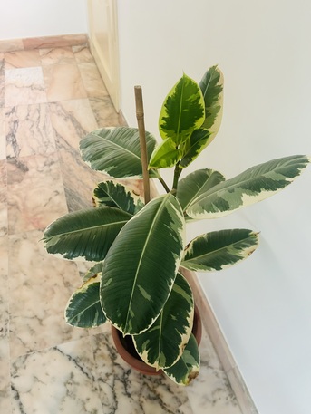 Jeddah, Farm & Garden, SAR 50,  Healthy And Leafy Rubber Plant