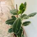 SAR 50,  Healthy And Leafy Rubber Plant