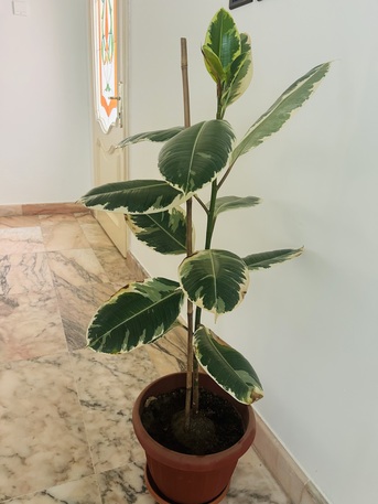 Jeddah, Farm & Garden, SAR 50,  Healthy And Leafy Rubber Plant