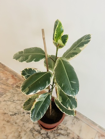 Jeddah, Farm & Garden, SAR 50,  Healthy And Leafy Rubber Plant
