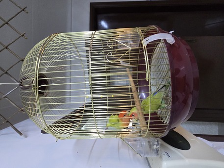 Mahooz, Pet Supplies, BHD 40,  Love Birds 40 BHD