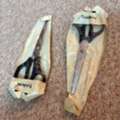 BHD 1,  Scissors (2 Pieces) For Sale