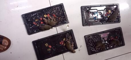 Dubai, Pest Control, Low Cost Warehouse Rodent Control DIC