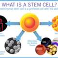 International Stem Cell Treatment Support In India