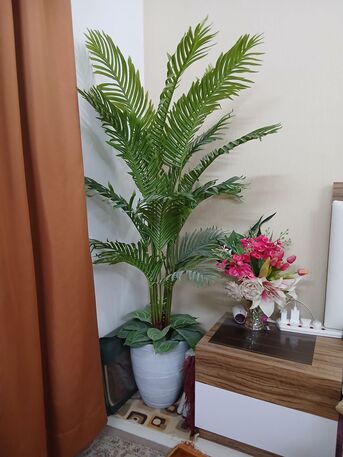 Manama, Household Items, BHD 10,  Plants For Sale