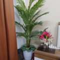 BHD 10,  Plants For Sale