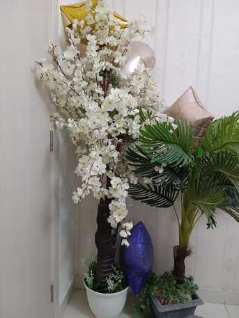Manama, Household Items, BHD 10,  Plants For Sale