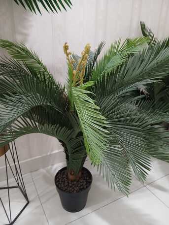 Manama, Household Items, BHD 10,  Plants For Sale