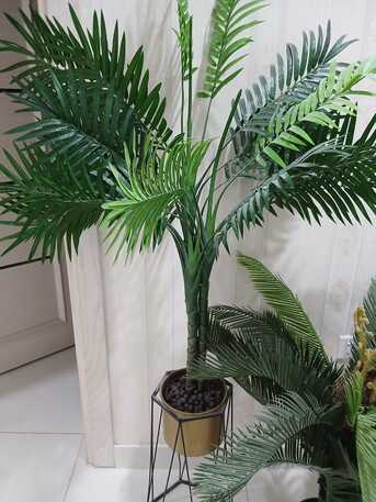 Manama, Household Items, BHD 10,  Plants For Sale