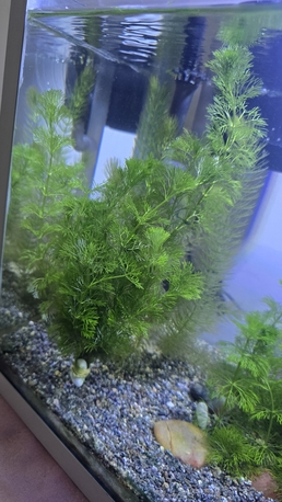 Jeddah, Pet Supplies, SAR 50,  Aquarium Plant