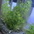 SAR 50,  Aquarium Plant