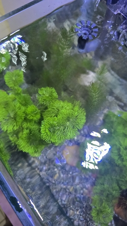 Jeddah, Pet Supplies, SAR 50,  Aquarium Plant