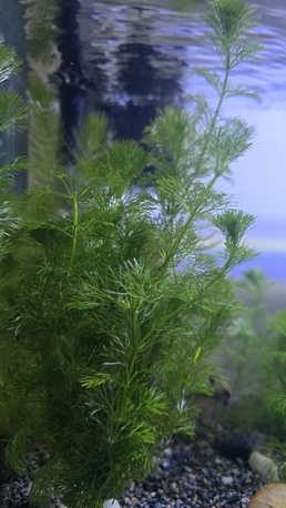 Jeddah, Pet Supplies, SAR 50,  Aquarium Plant