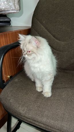 Riyadh, Pet Adoption, Loving Himalayan Cat For Adoption