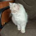 Loving Himalayan Cat For Adoption