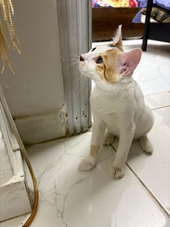 Riyadh, Pet Supplies, Adoption For Female Kitten