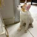 Adoption For Female Kitten