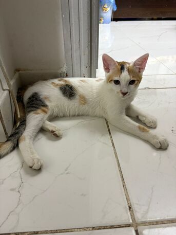 Riyadh, Pet Supplies, Adoption For Female Kitten