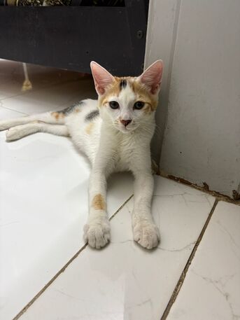 Riyadh, Pet Supplies, Adoption For Female Kitten