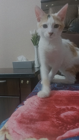 Riyadh, Pet Supplies, Adoption For Female Kitten