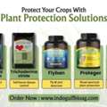 USD 50,  Whitefly Trouble In The Field? Order Plant Protect Solutions Now