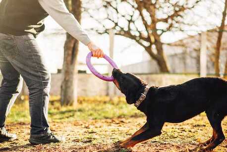 Lucknow, Pet Sitting, Dog Training Service In Lucknow