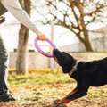 Dog Training Service In Lucknow