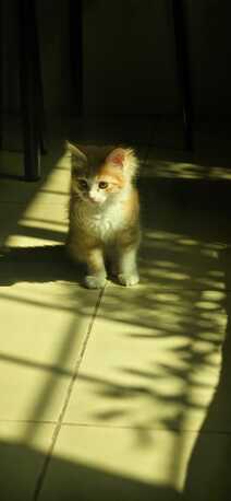 Khobar, Pet Adoption, 🐱 Free Kitten For Adoption 🐱