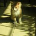 🐱 Free Kitten For Adoption 🐱