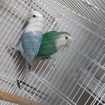 Al Aziziyah, Pet Supplies, SAR 1200,  Rose & Budgie Birds For Sale (Breeding Pairs Complete Setup)