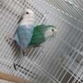 SAR 1200,  Rose & Budgie Birds For Sale (Breeding Pairs Complete Setup)