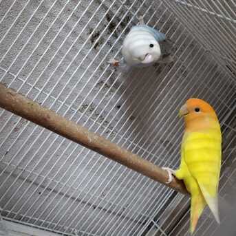 Al Aziziyah, Pet Supplies, SAR 1200,  Rose & Budgie Birds For Sale (Breeding Pairs Complete Setup)