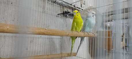 Al Aziziyah, Pet Supplies, SAR 1200,  Rose & Budgie Birds For Sale (Breeding Pairs Complete Setup)