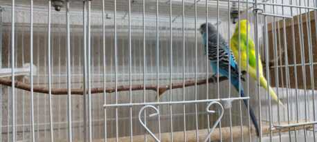 Al Aziziyah, Pet Supplies, SAR 1200,  Rose & Budgie Birds For Sale (Breeding Pairs Complete Setup)