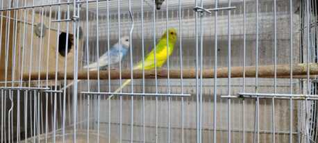 Al Aziziyah, Pet Supplies, SAR 1200,  Rose & Budgie Birds For Sale (Breeding Pairs Complete Setup)