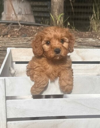 Sydney, Business, Toy Cavoodle Puppies QLD &ndash; Healthy, Happy, And Sorta Ready For Homes