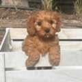 Toy Cavoodle Puppies QLD &ndash; Healthy, Happy, And Sorta Ready For Homes