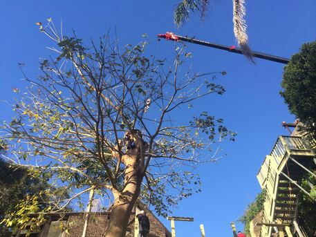 Sydney, Farm/Garden, Commercial Tree Trimming Sydney